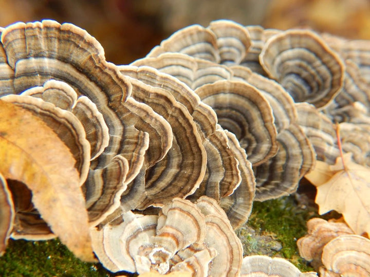 Heal Your Gut After Antibiotics - SubLuna