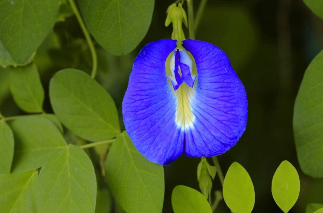 The Vaginal Microbiome - SubLuna