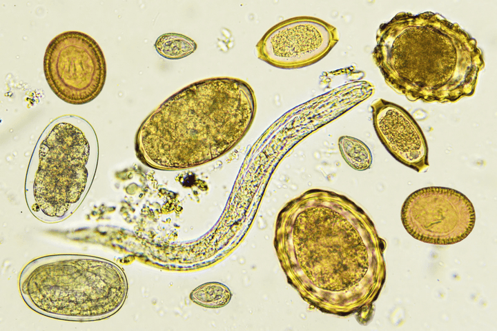 Understanding and Addressing Parasites - SubLuna
