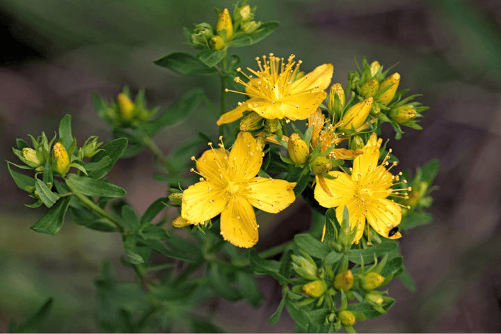 Myth Busting St. John’s Wort - SubLuna