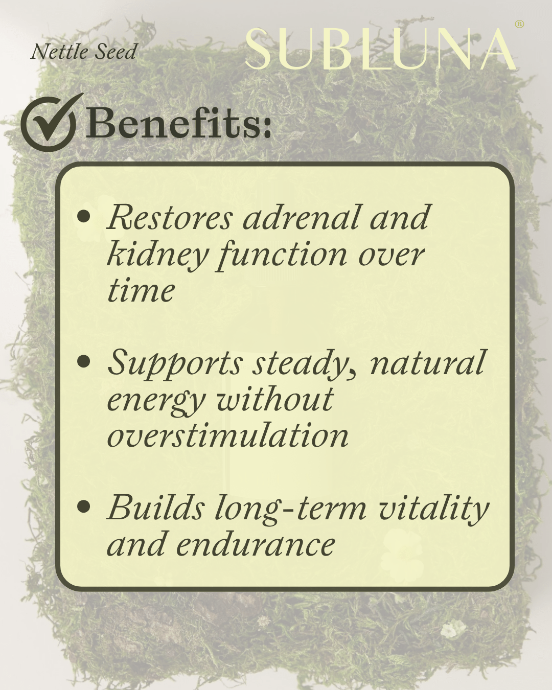 Nettle Seed Tincture: Kidney & Adrenal Support - SubLuna