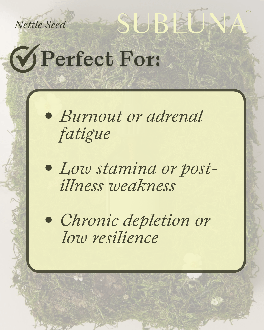 Nettle Seed Tincture: Kidney & Adrenal Support - SubLuna