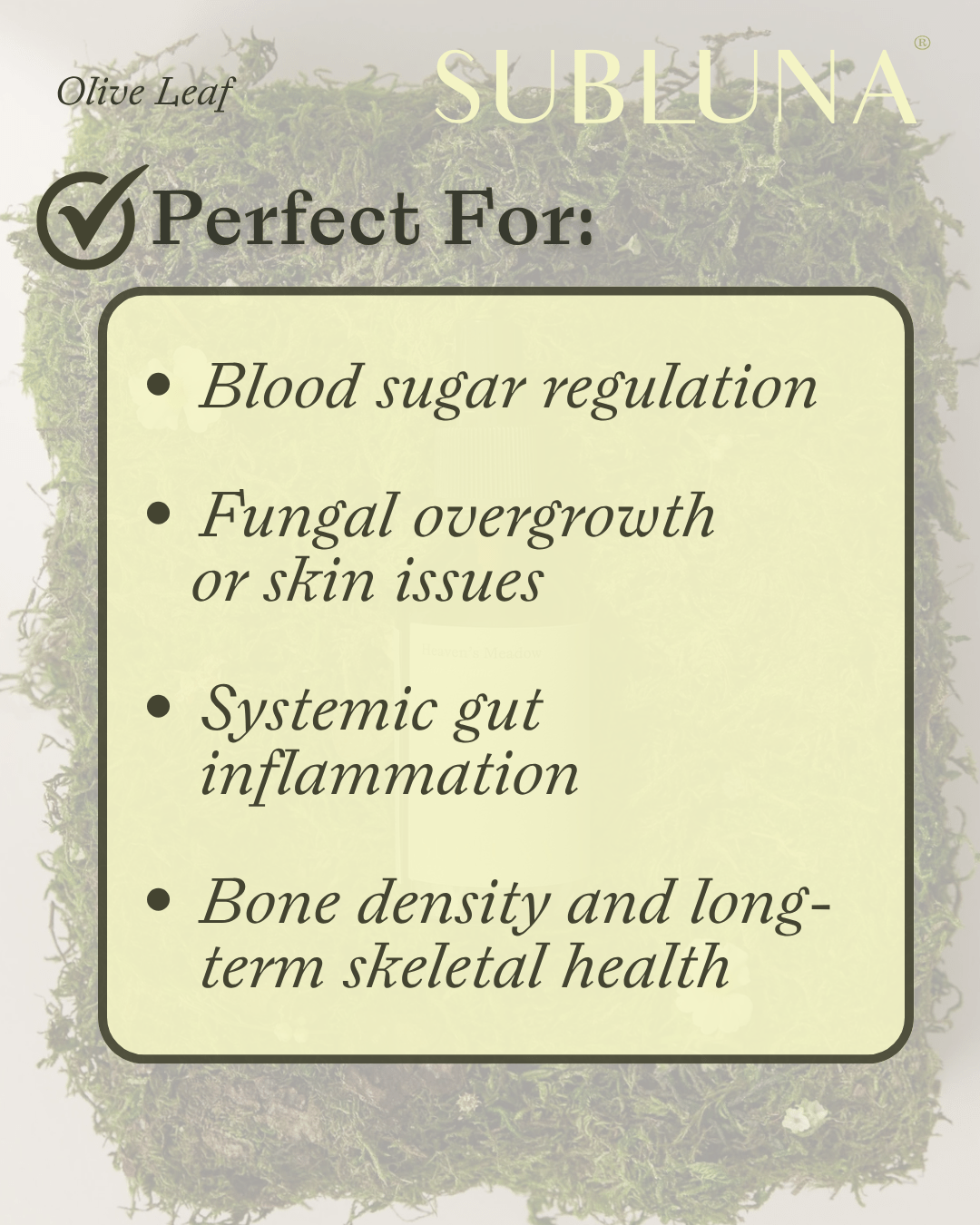 Olive Leaf Tincture: Gut & Blood Sugar Support - SubLuna