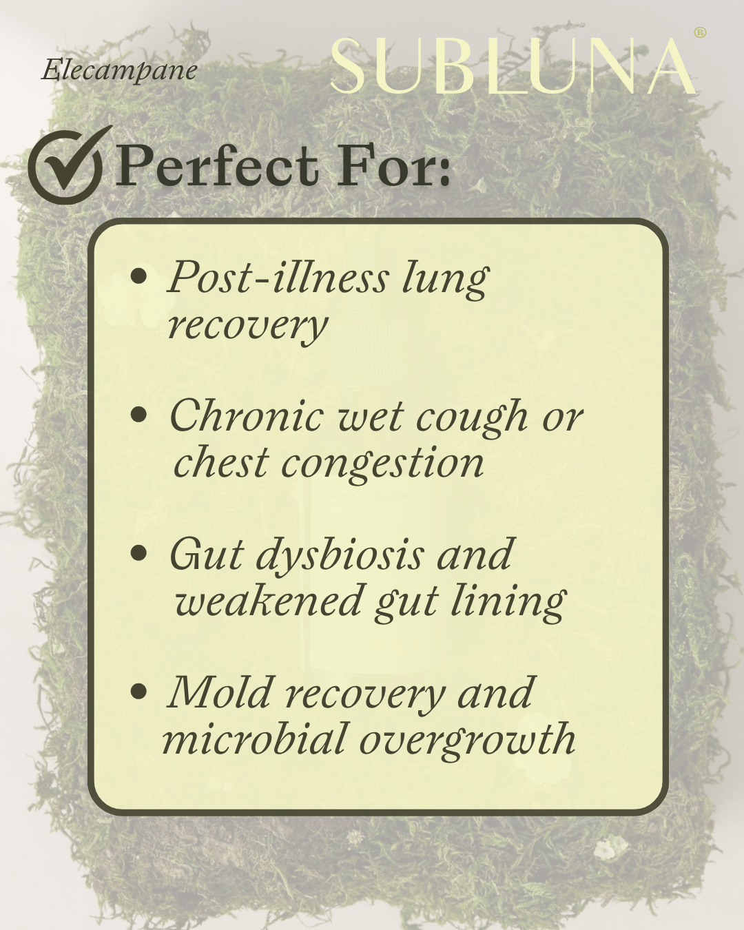 Elecampane Root Double Extract: Phlegm Support - SubLuna