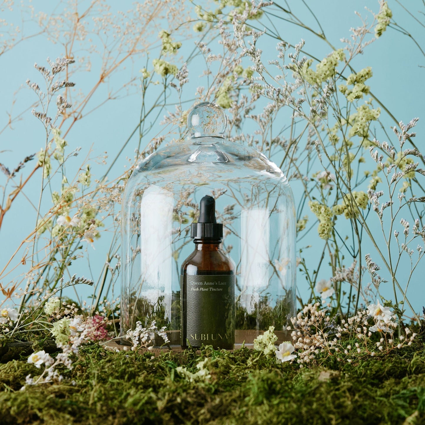 Queen Anne’s Lace Tincture - SubLuna