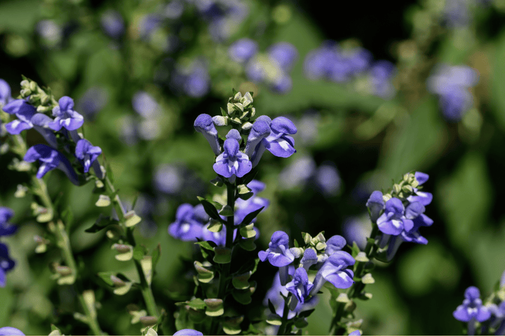 Chinese Skullcap vs. American Skullcap - SubLuna