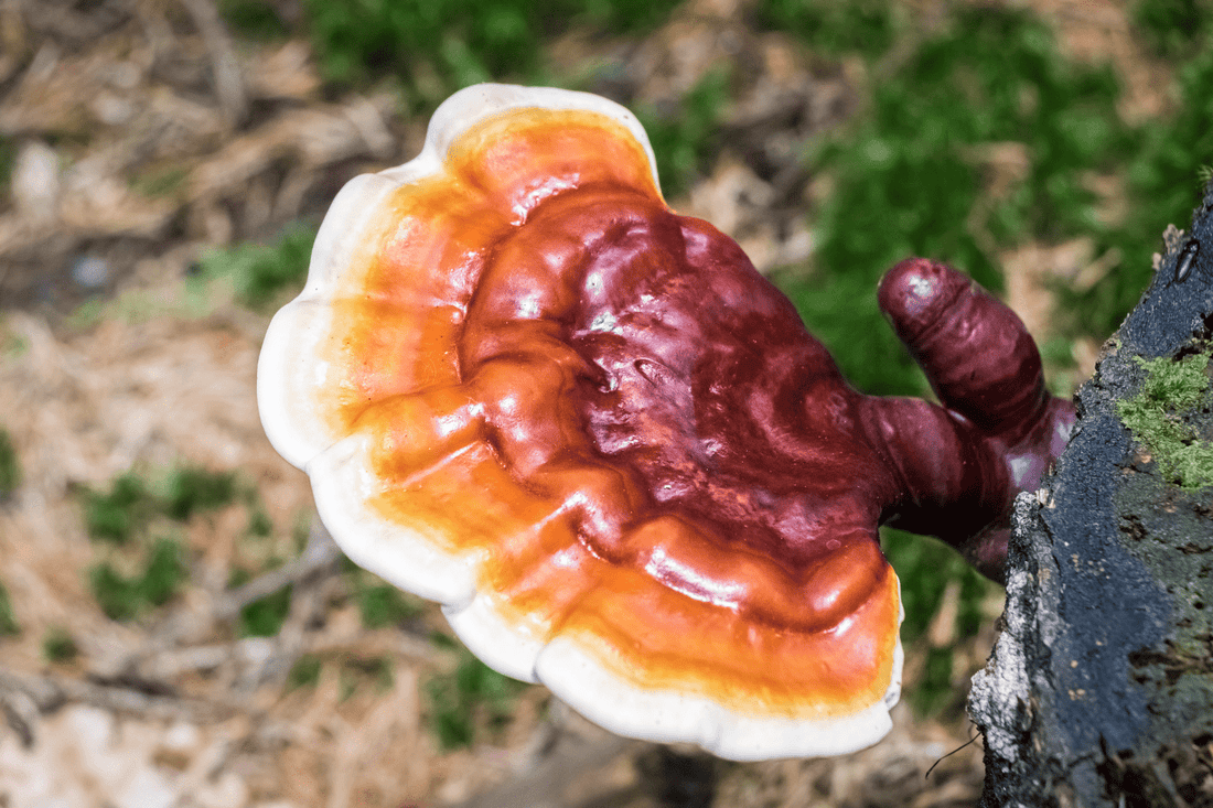 Medicinal Mushrooms & What to Look For - SubLuna