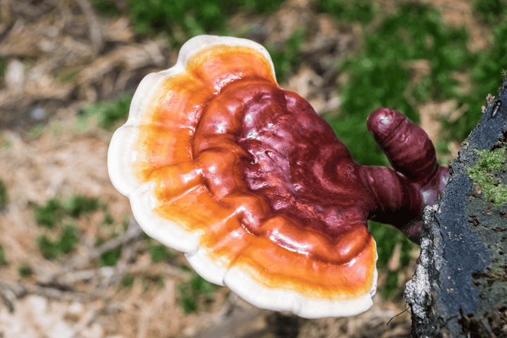 Medicinal Mushrooms & What to Look For - SubLuna