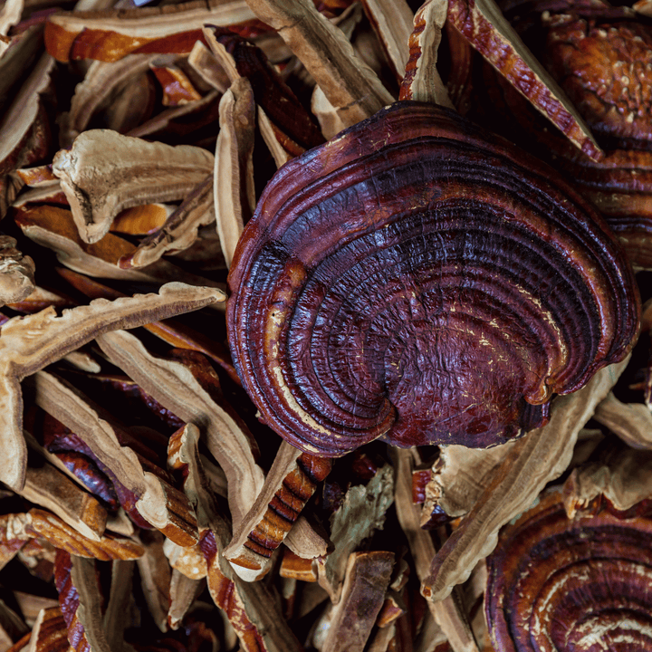 Reishi: The Mushroom for Modern Life - SubLuna