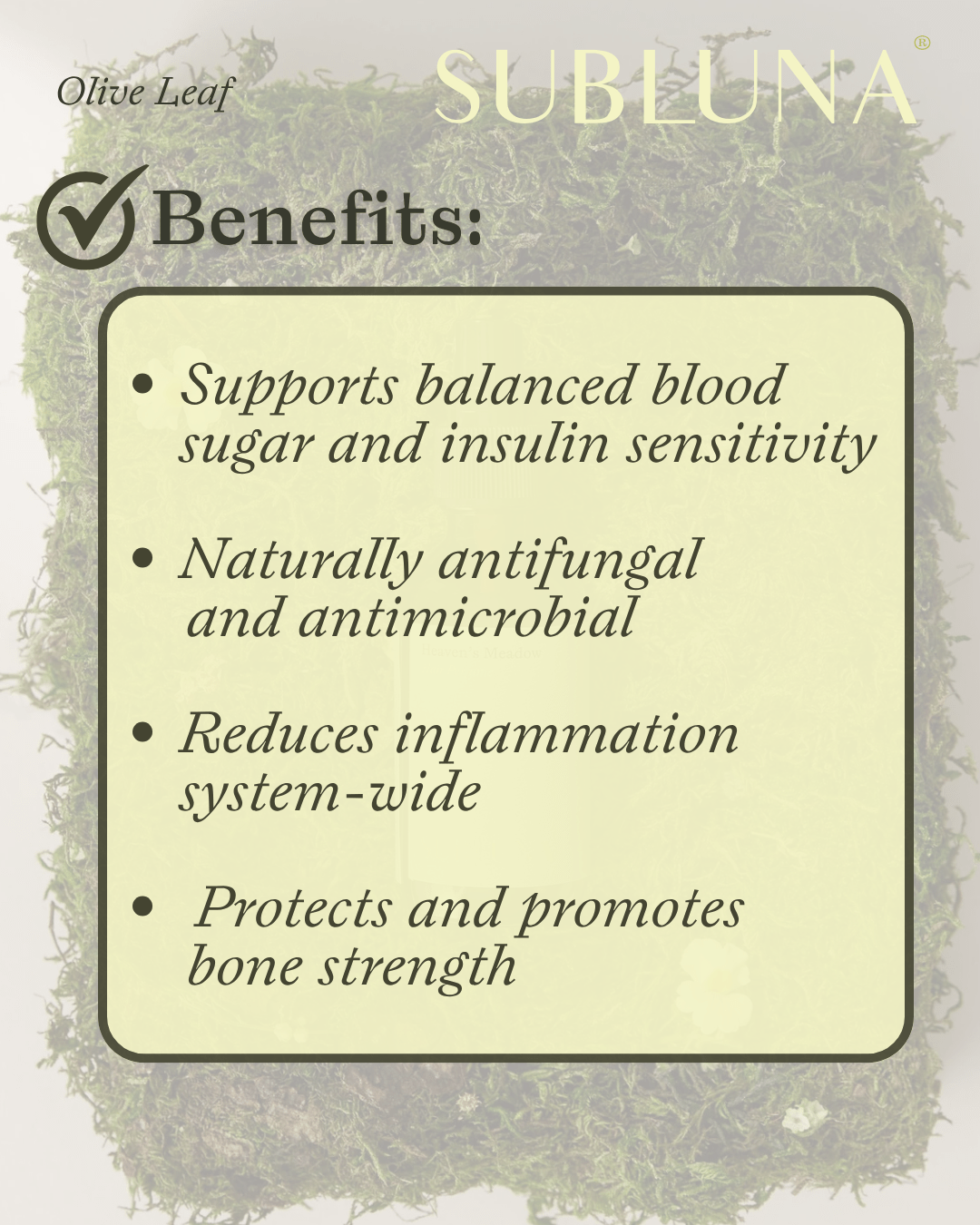 Olive Leaf Tincture: Gut & Blood Sugar Support - SubLuna