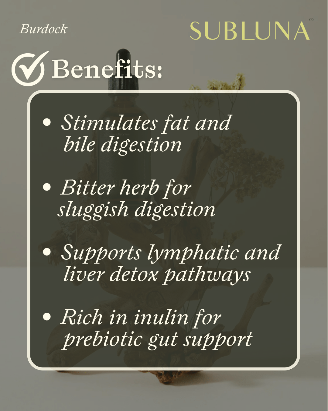 Burdock Root Tincture: Gut Health & Detox Support - SubLuna