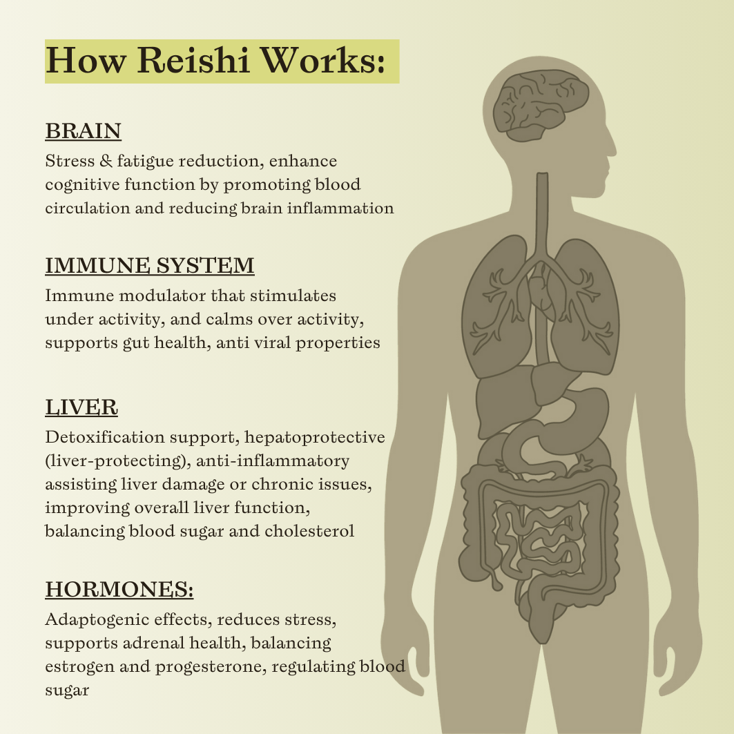 Reishi Mushroom Triple Extract - SubLuna